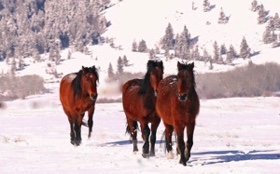 Three bay horses coming up to join the morning feeding crew.
