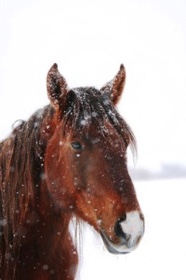 A perfect cross on this nose.
