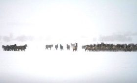 Elk and Wild Horses&hellip;.who says they don&rsquo;t mix??? 
