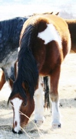 Pretty Paint with a fuzzy winter coat.
