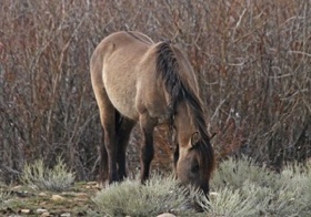 Springtime beauty - he is gorgeous.
