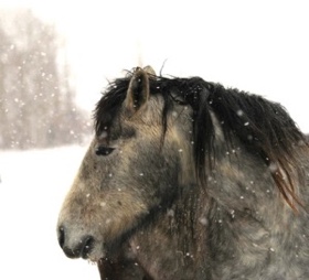This beautiful gray is always very calm.
