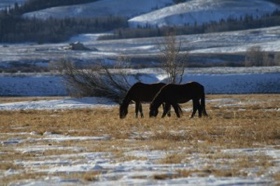 These two are enjoying the peace and quiet at Deerwood Ranch.
